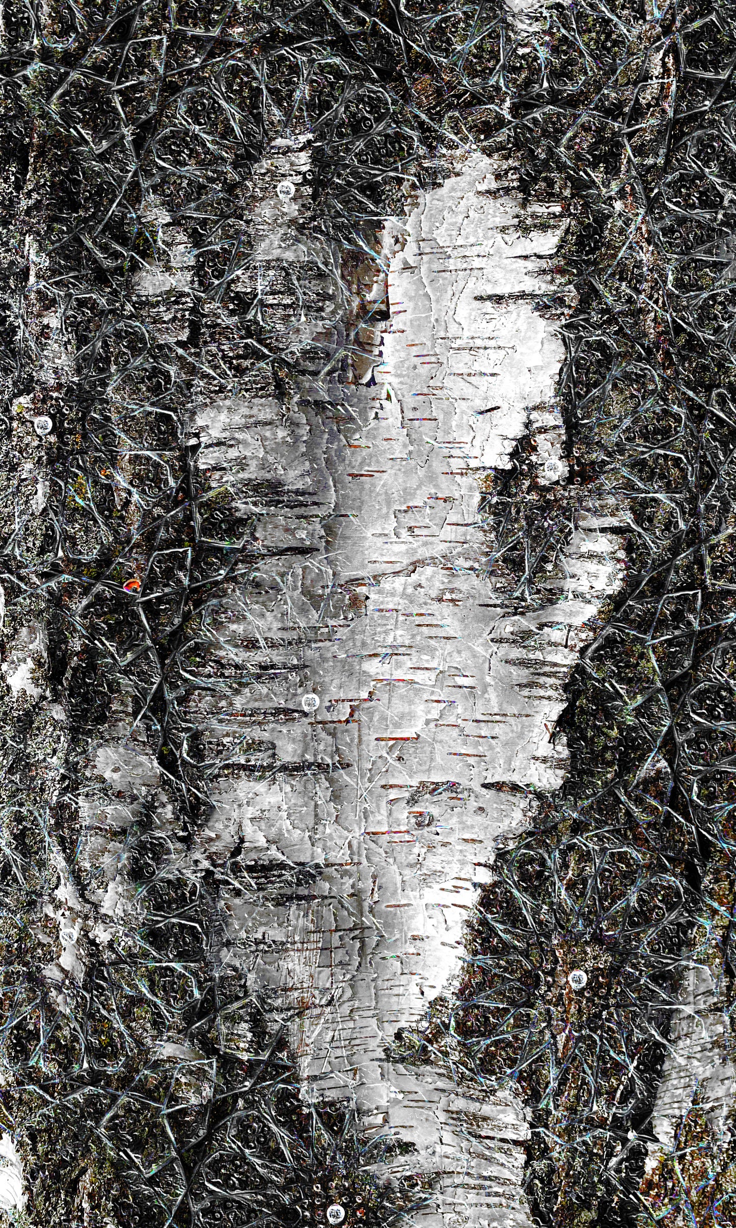 White Bark